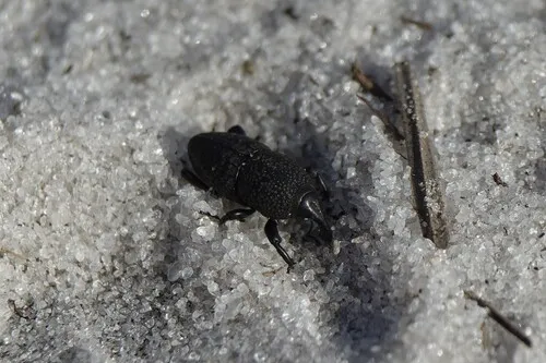 Sphenophorus marinus - Sphenophorus marinus