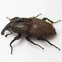 Uneven Billbug - photo 2