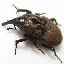 Uneven Billbug - photo 3
