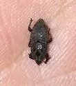 Uneven Billbug - photo 4