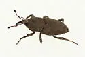 Lesser Billbug - photo 2