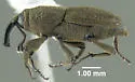Lesser Billbug - photo 4