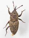 Lesser Billbug - photo 5
