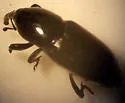 Sphenophorus mormon - Sphenophorus mormon