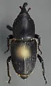 Sphenophorus mormon - photo 5