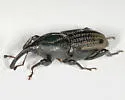 Sphenophorus necydaloides
