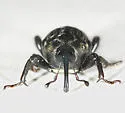 Sphenophorus necydaloides - photo 2