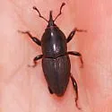 Sphenophorus necydaloides - photo 4