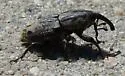 Sphenophorus nubilus - photo 2