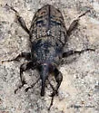 Sphenophorus nubilus - photo 3