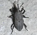 Bluegrass Billbug - photo 2