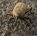 Bluegrass Billbug - photo 3