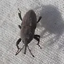 Bluegrass Billbug - photo 4
