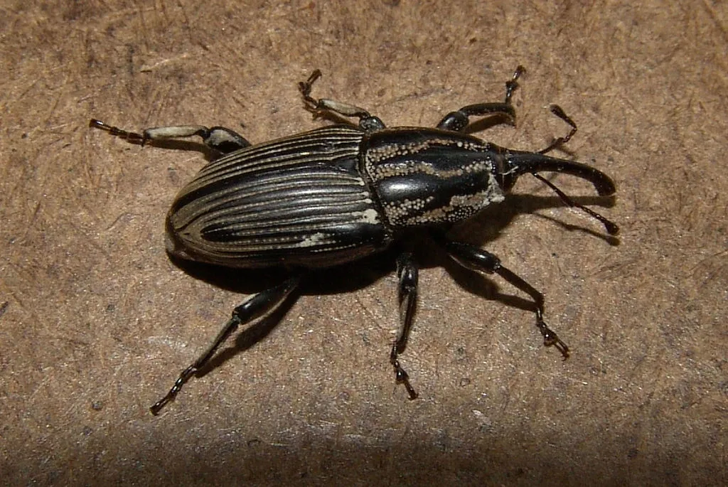 Sphenophorus pertinax - photo 2
