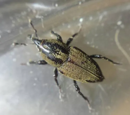 Phoenix Billbug - Sphenophorus phoeniciensis