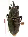 Sphenophorus pontederiae