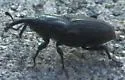 Sphenophorus pontederiae - photo 3
