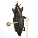 prob. n.sp. TX