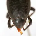 prob. n.sp. TX - photo 4