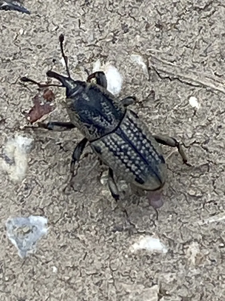 Sphenophorus rectus - photo 2