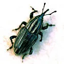 Sphenophorus robustus - Sphenophorus robustus