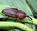 Sphenophorus robustus - photo 2
