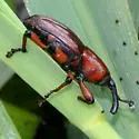Sphenophorus robustus - photo 3