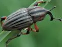 Sphenophorus robustus - photo 4