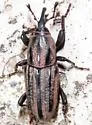 Sphenophorus sayi