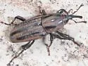 Sphenophorus sayi - photo 2