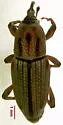 Sphenophorus sayi - photo 3