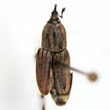 Sphenophorus sayi - photo 4