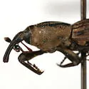 Sphenophorus sayi - photo 5