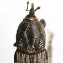 Sphenophorus scoparius - photo 2