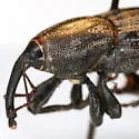 Sphenophorus scoparius - photo 3