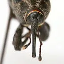 Sphenophorus scoparius - photo 4