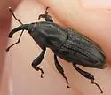 Sphenophorus scoparius - photo 5