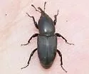 Sphenophorus simplex - photo 2