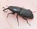Sphenophorus simplex - photo 3
