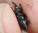 Sphenophorus simplex - photo 4