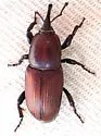 Sphenophorus simplex - photo 5