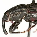 Sphenophorus striatipennis - photo 3