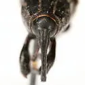 Sphenophorus striatipennis - photo 4
