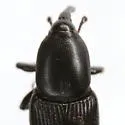 Sphenophorus subulatus - photo 2