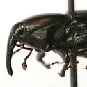 Sphenophorus subulatus - photo 3