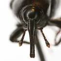 Sphenophorus subulatus - photo 4