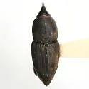 Sphenophorus tardus