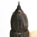 Sphenophorus tardus - photo 2