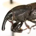 Sphenophorus tardus - photo 3