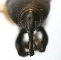 Sphenophorus tardus - photo 4